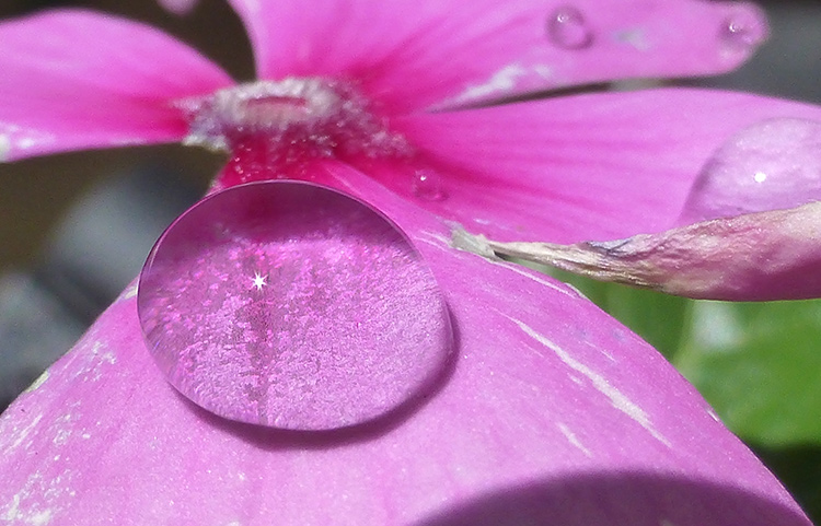 Water droplets on a flower adopt almost hemispherical shapes