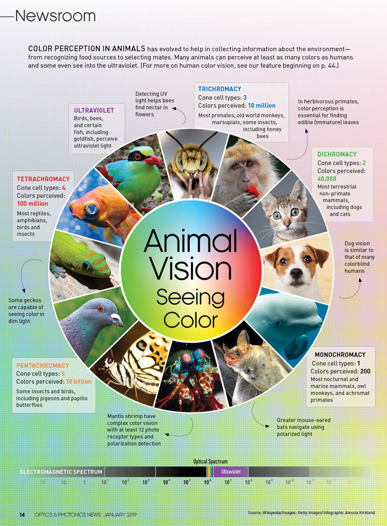 Optics & Photonics News - Animal Vision: Seeing Color