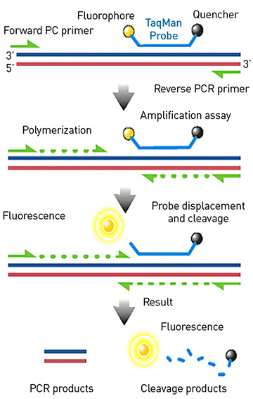RT-PCR diagram