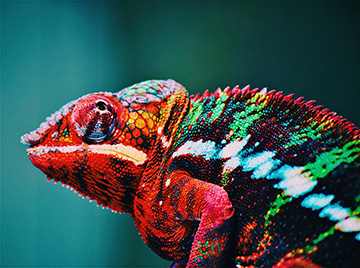 Chameleon showing red color