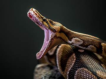 photo of Burmese python, with open mouth