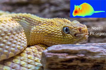 Pit viper photo, with thermal image of mouse prey