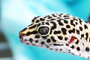 Head of gecko lizard
