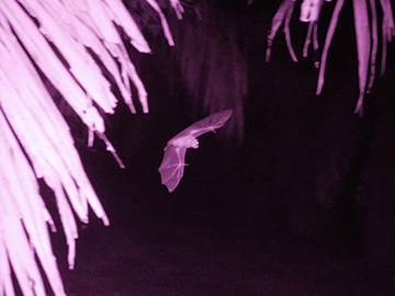 A Clearer View of Bats in the Wild