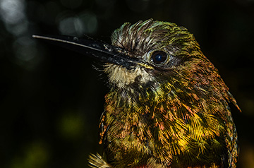 Picture of white-chinned jacamar