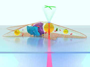 Imaging Biological Cells from the Inside header image
