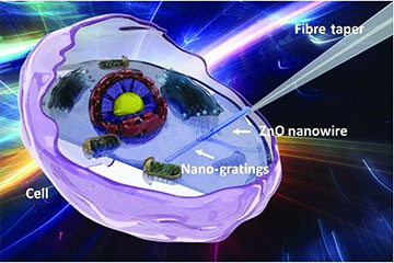 Zinc oxide nanowire
