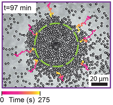 Photomicrograph of Janus particle surrounded by nanoparticles