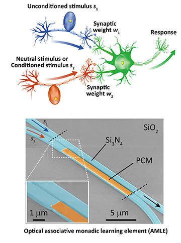 schematic of biological neuron and artificial device