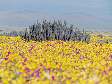 Probing the Diverse Colors of Chile’s “Blooming Desert”