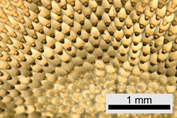 Photomicrograph of compound-eye structures