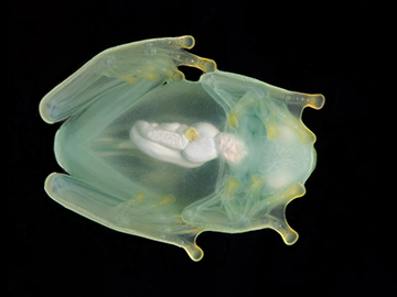 photo of glassfrog