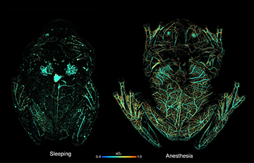 photoacoustic images of glassfrogs
