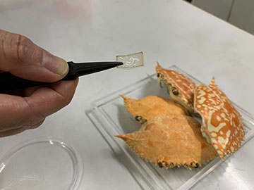 Bioplastic crab shell