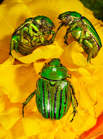 Photo of Gloriosa beetles
