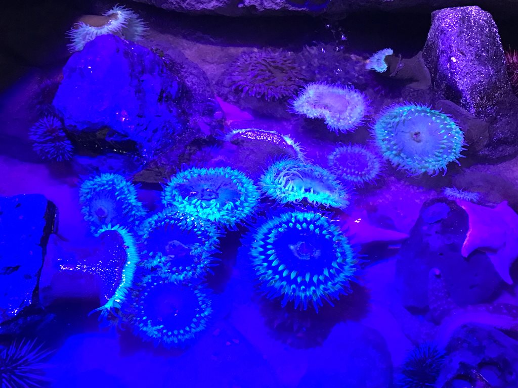 Glowing Sea Anemones