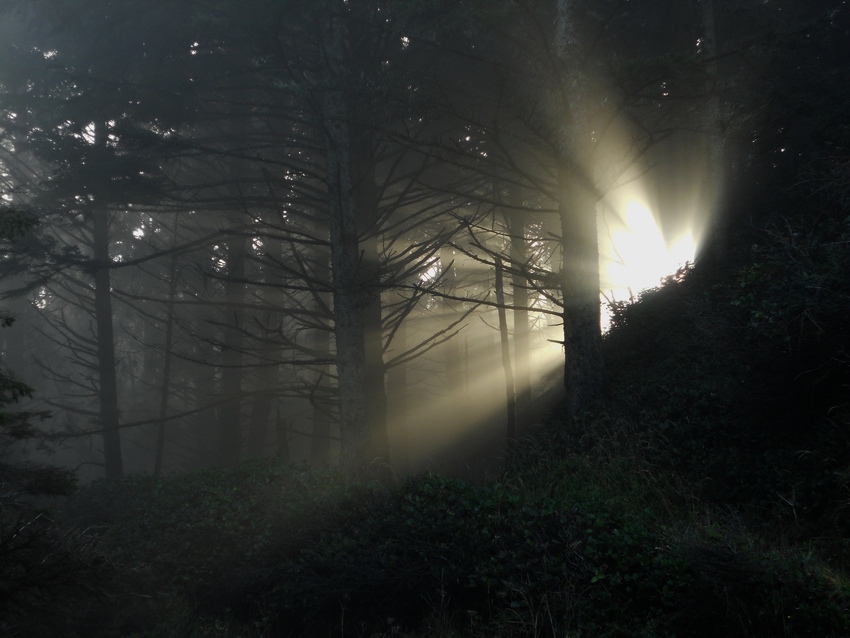 Light, Mist and Trees