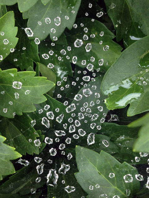 Dew on a Spider's Web