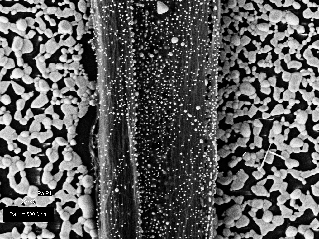 Scanning Electron Microscope (SEM) image