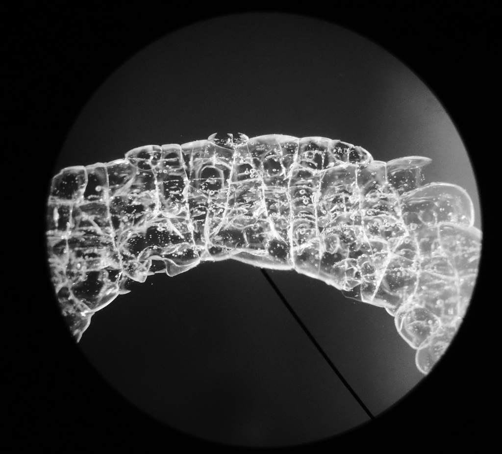 Glass (Microscope Slide) 2