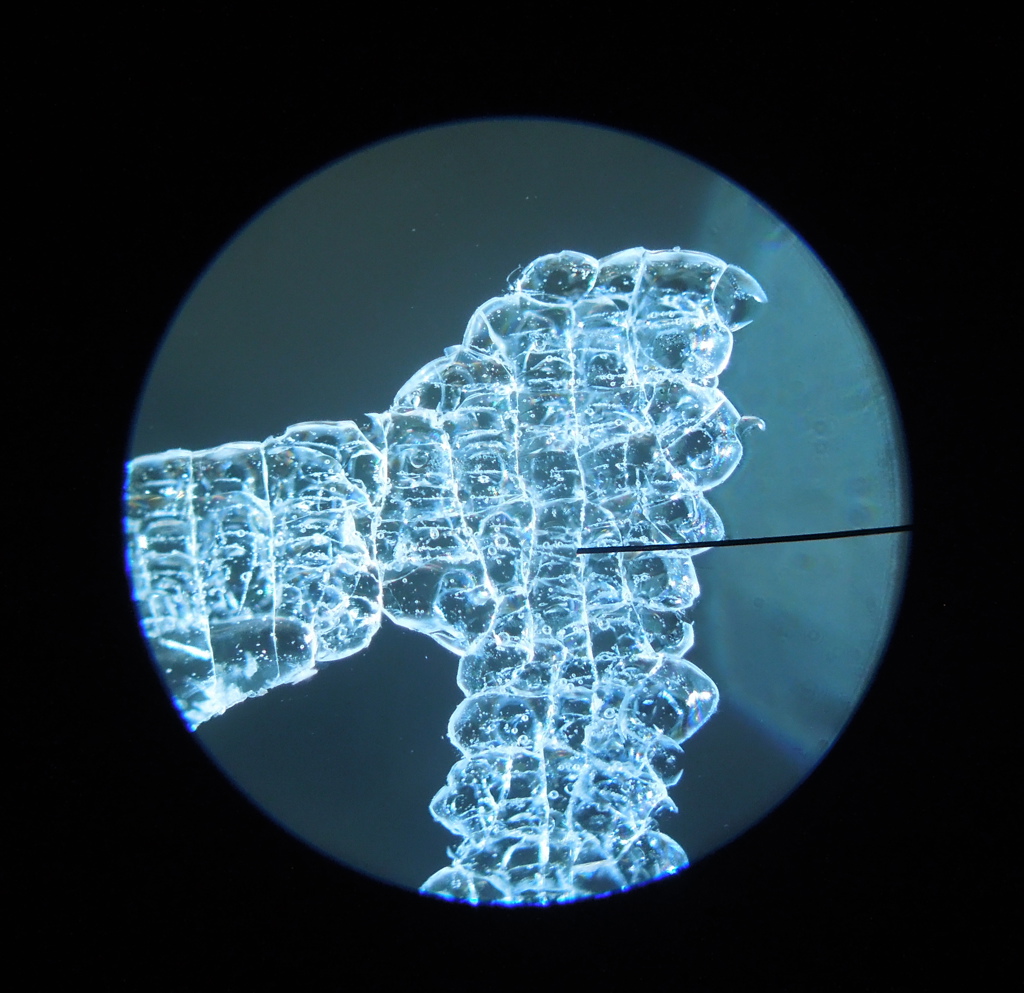 Glass (Microscope Slide) 3