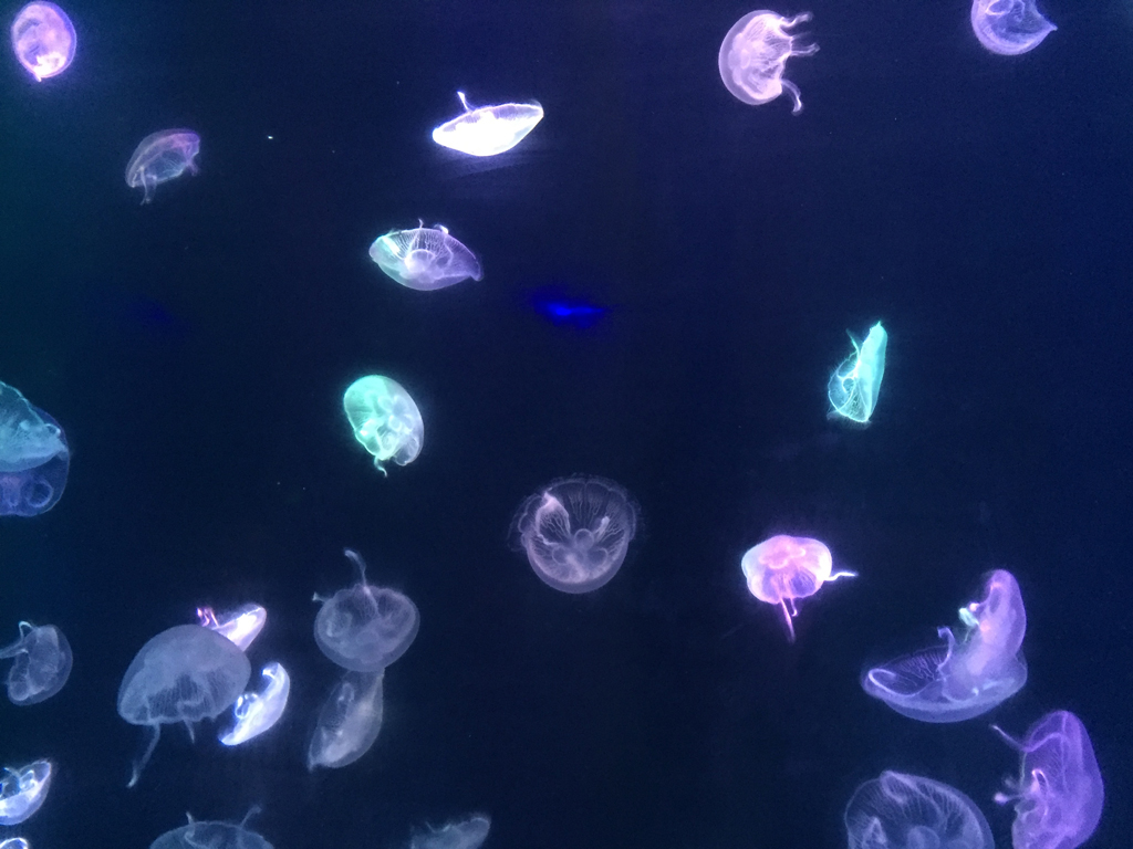 Vivid Color Jellyfishes